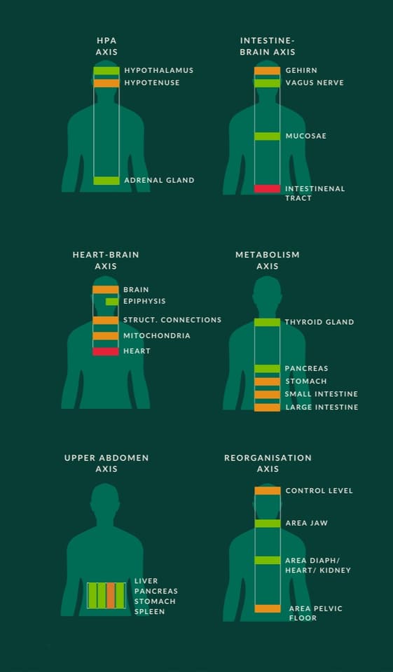 Diagram of six body axes measured by Global Diagnostics, including the HPA, gut-brain, heart-brain and metabolism axes