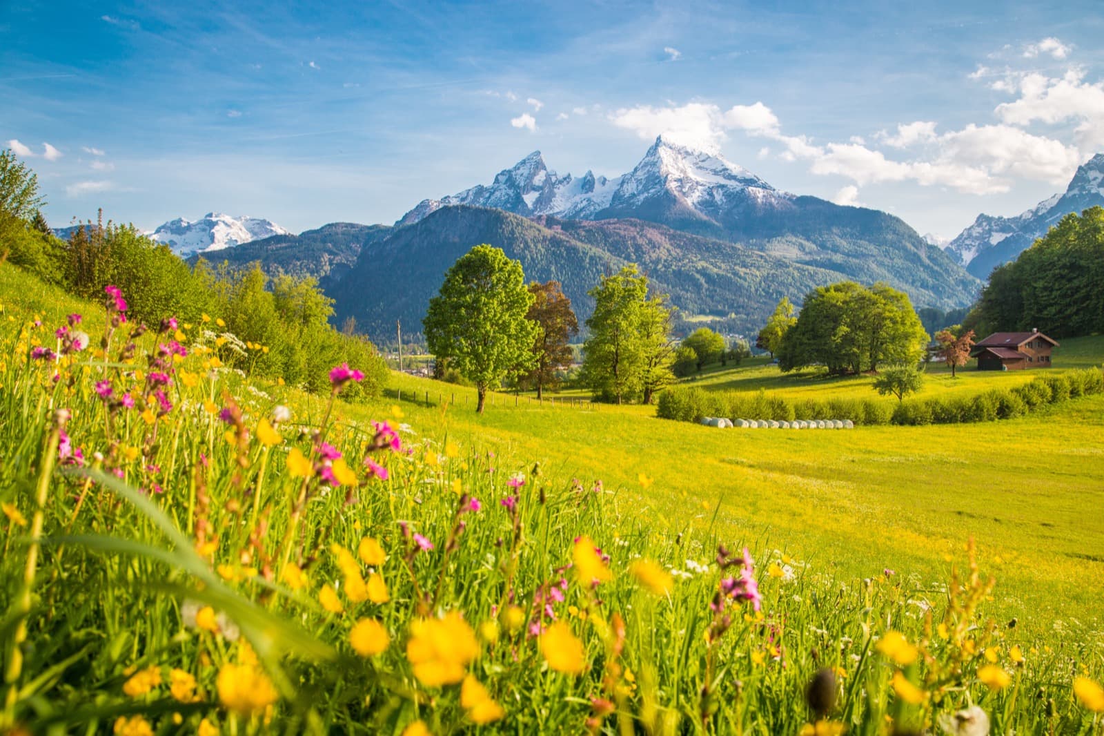 A wildflower meadow with snow-capped mountains beyond
