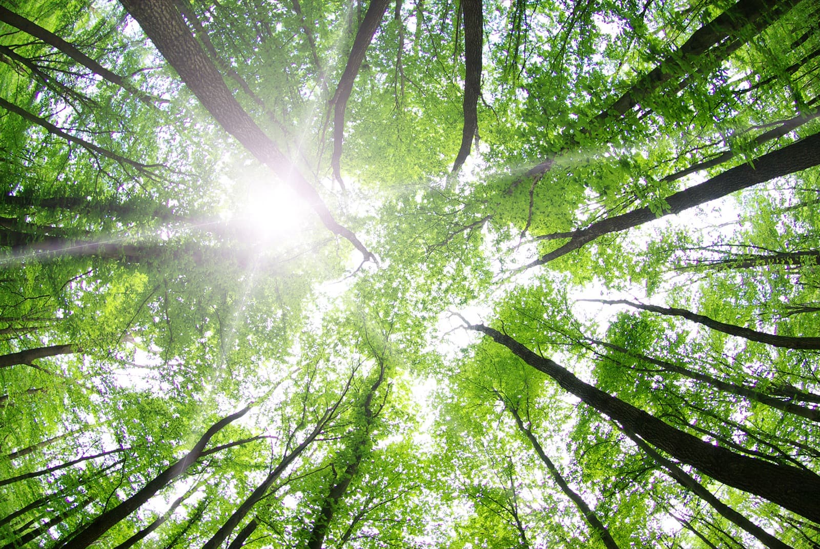 Sunlight streaming through a green forest canopy, seen from below
