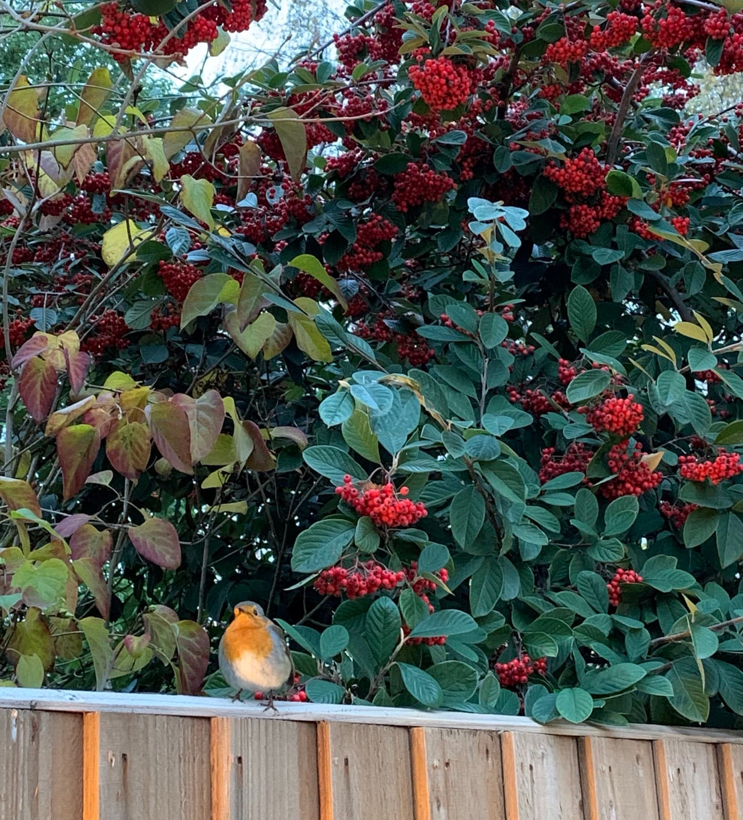 A robin perched on a fence beneath red winter berries