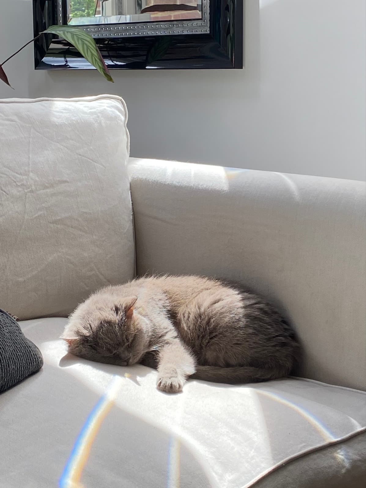 A cat sleeping peacefully on a sunlit sofa