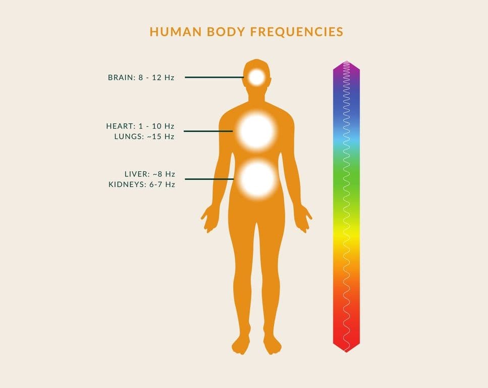 Human body frequencies chart: brain 8–12 Hz, heart 1–10 Hz, lungs about 15 Hz, liver about 8 Hz, kidneys 6–7 Hz
