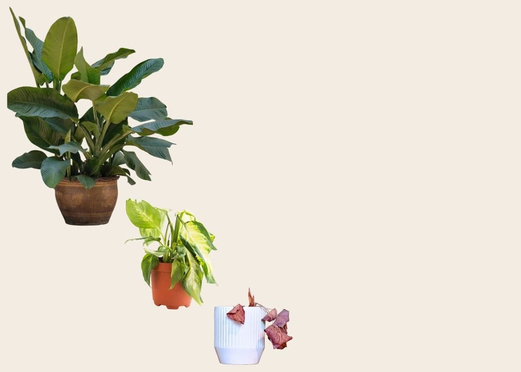 A sequence of pot plants from lush and healthy to wilted and dying