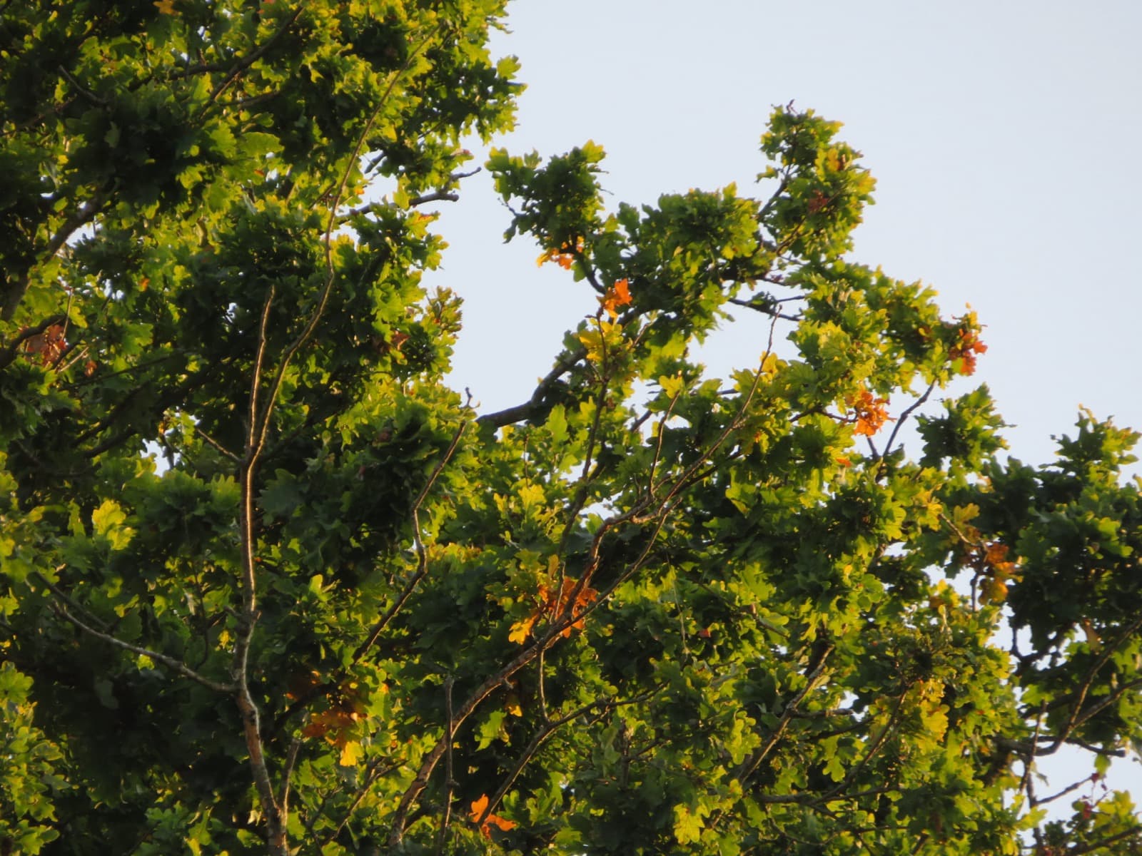 Looking up into a sunlit oak canopy