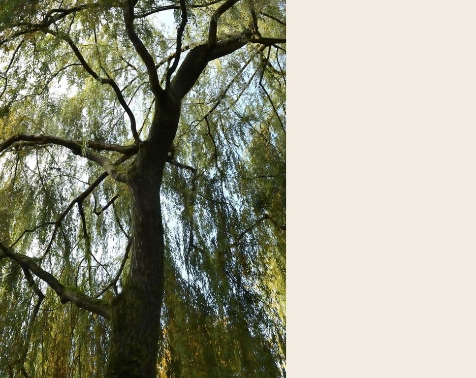 Looking up into the swaying canopy of a willow tree