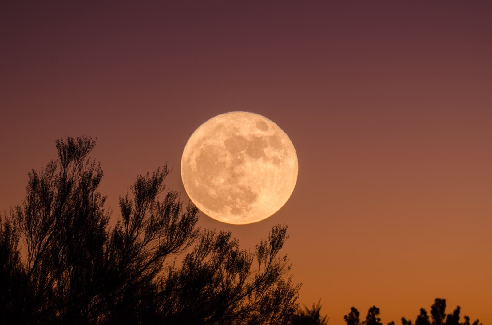 A full moon rising over silhouetted trees in a dusky sky