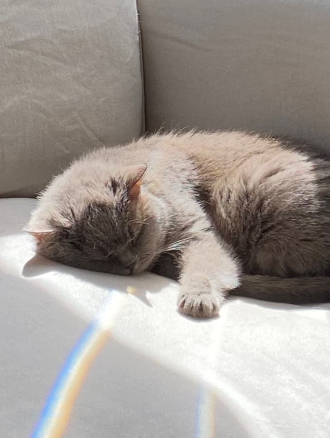 A cat sleeping on a sunlit sofa with a small rainbow of light on the cushion