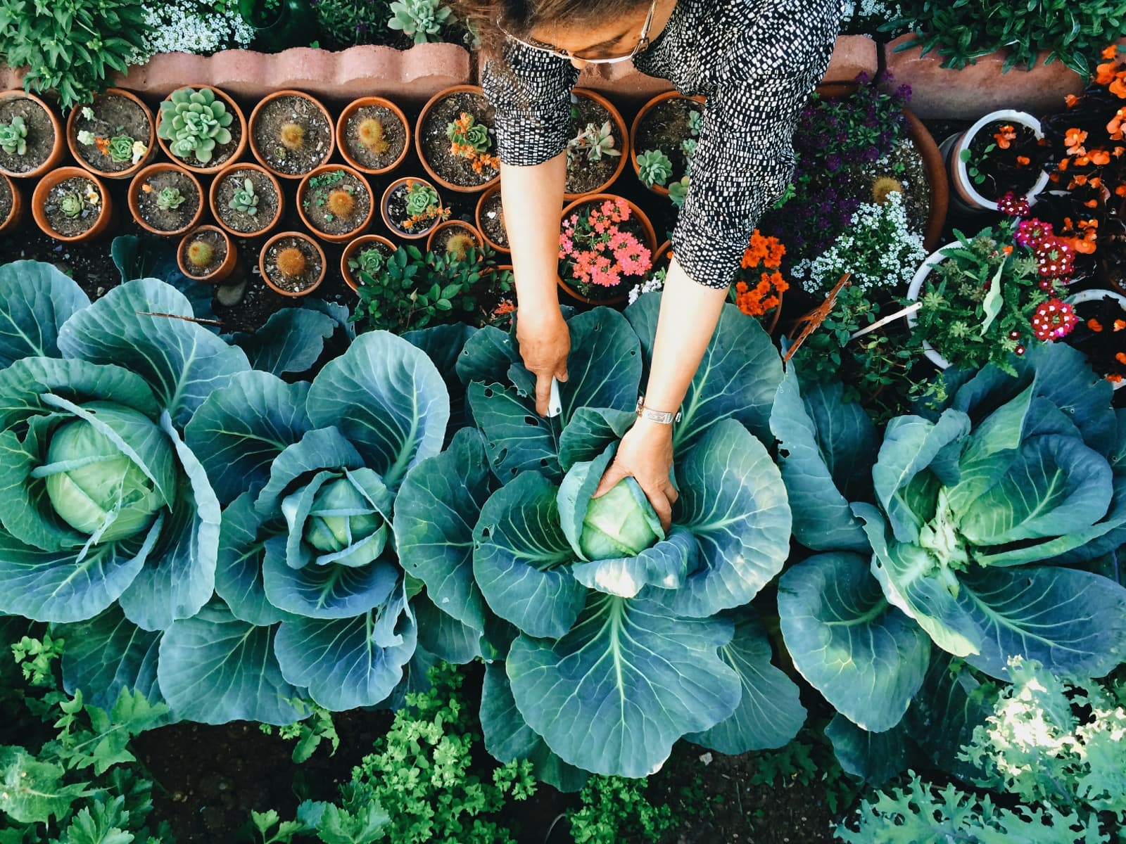 Looking down on someone harvesting cabbages in a flourishing vegetable and flower garden