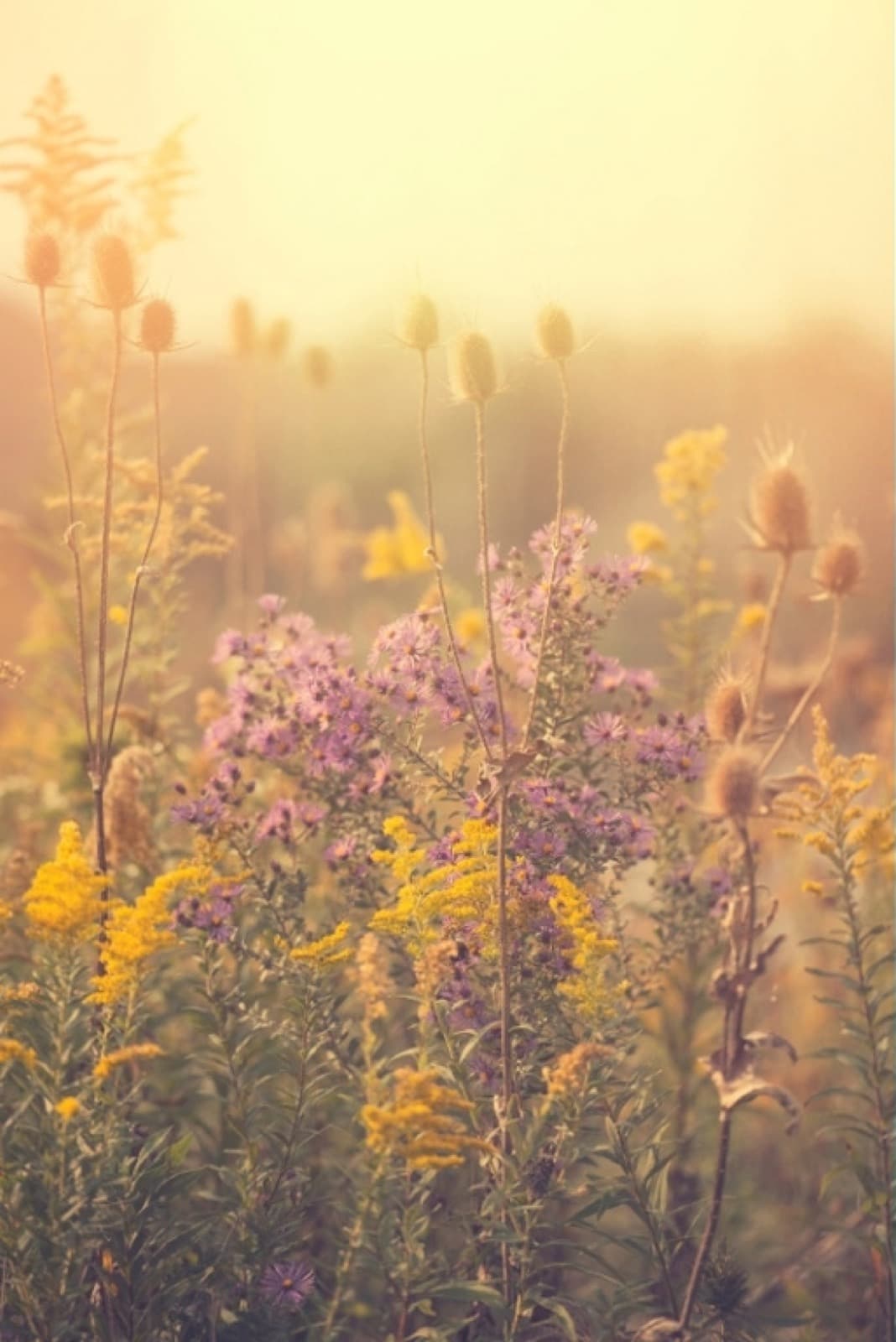 Wildflowers and teasels glowing in soft golden morning light