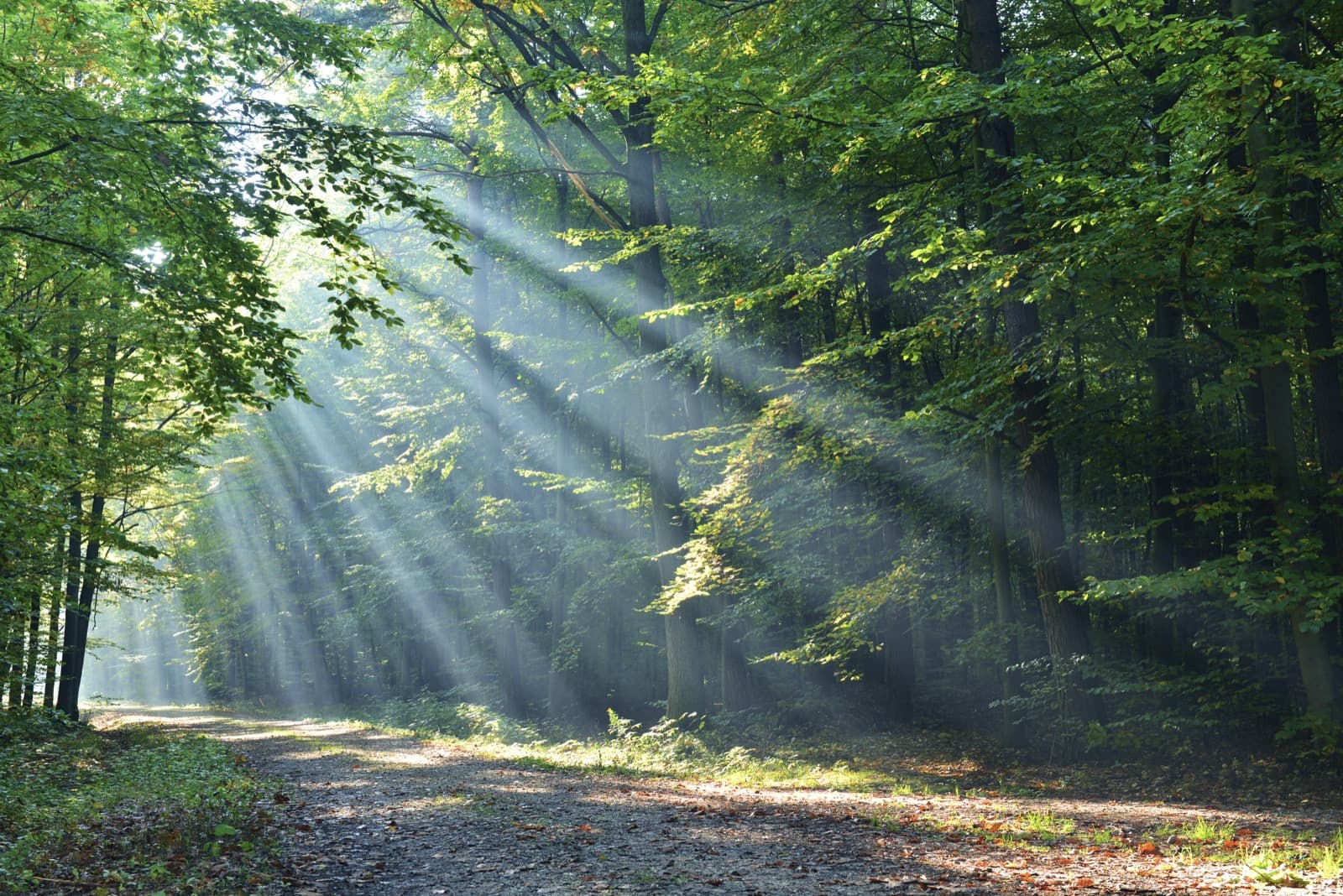 Sunlight streaming through trees onto a woodland path
