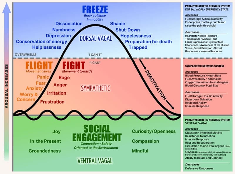 Polyvagal chart mapping freeze, fight, flight and social engagement states against arousal