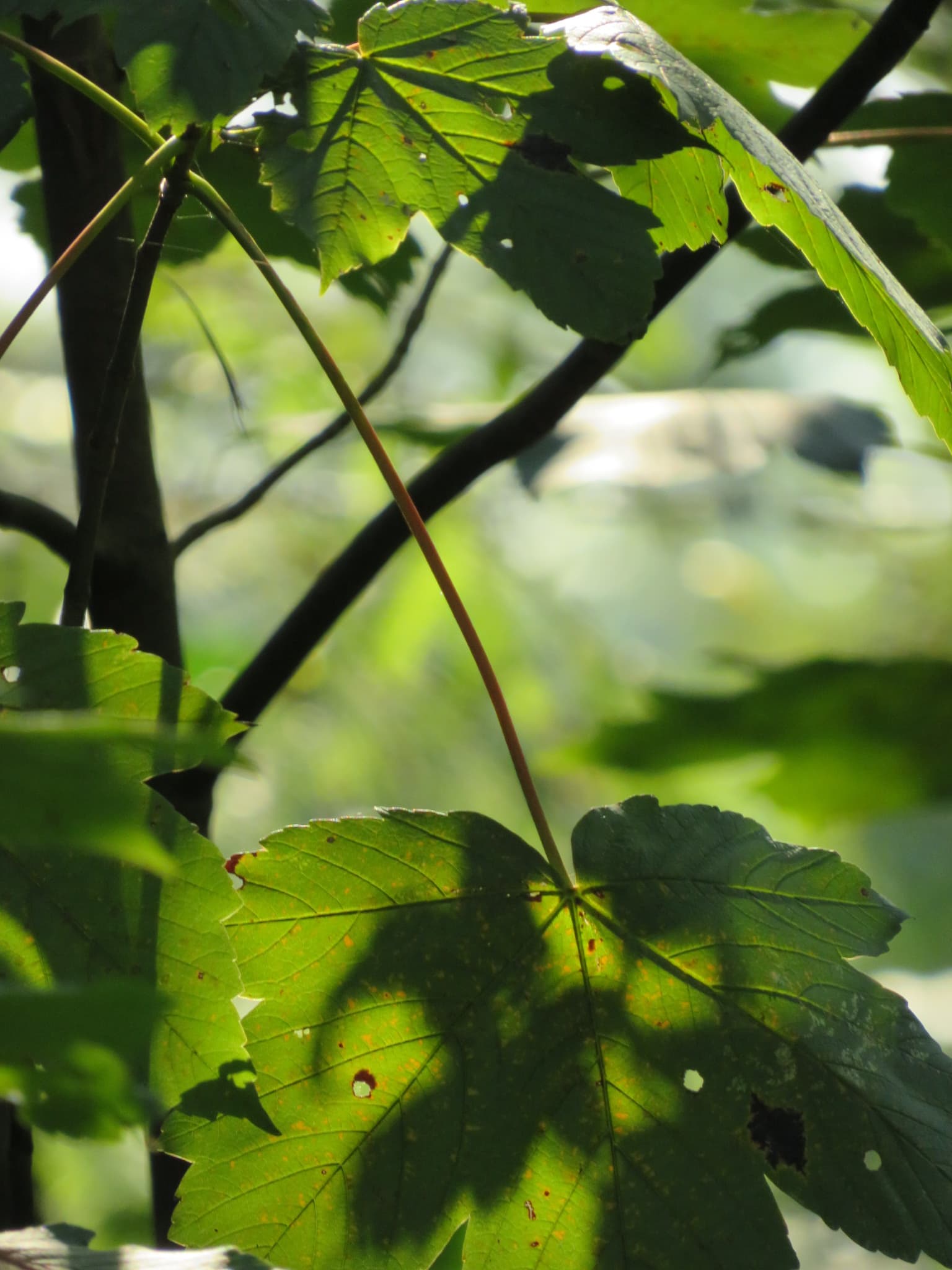 Sunlight filtering through green woodland leaves