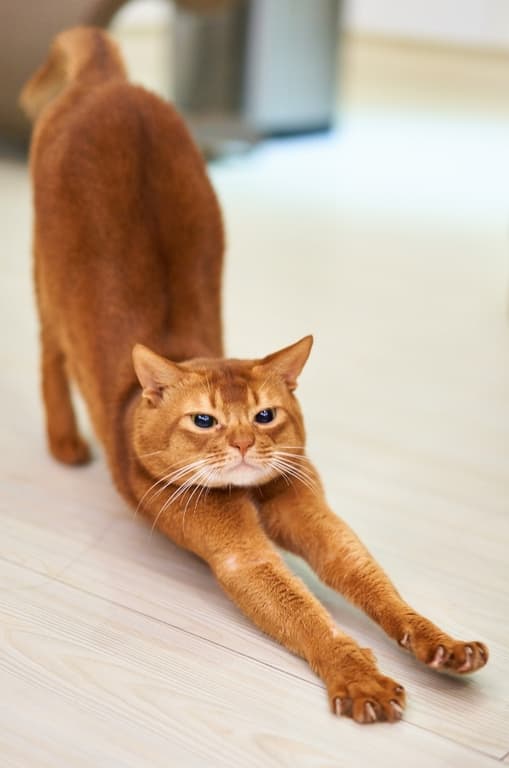 A ginger cat pandiculating — stretching its front legs and back